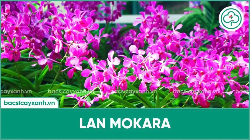 Lan Mokara